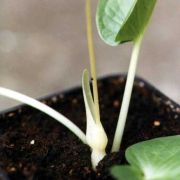 Image of Typhonium orbifolium  Hett. & Sookchaloem.