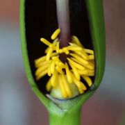 Image of Typhonium pedunculatum  Hett. & Sookchaloem.