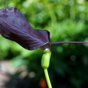 Image of Typhonium pedunculatum  Hett. & Sookchaloem.