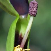 Image of Typhonium pedunculatum  Hett. & Sookchaloem.