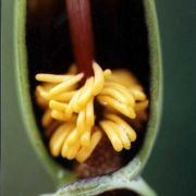 Image of Typhonium pedunculatum  Hett. & Sookchaloem.