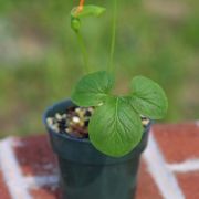 Image of Typhonium reflexum  Hett. & Sookchaloem.