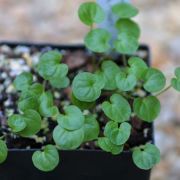 Image of Typhonium reflexum  Hett. & Sookchaloem.