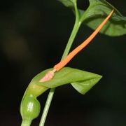 Image of Typhonium reflexum  Hett. & Sookchaloem.