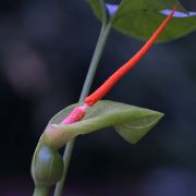 Image of Typhonium reflexum  Hett. & Sookchaloem.