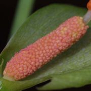 Image of Typhonium reflexum  Hett. & Sookchaloem.