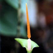 Image of Typhonium reflexum  Hett. & Sookchaloem.