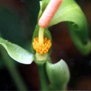 Image of Typhonium reflexum  Hett. & Sookchaloem.