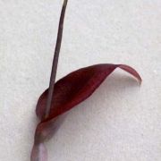 Image of Typhonium roxburghii  Schott.