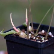 Image of Typhonium sinhabaedyai  Hett. & A. Galloway.