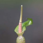 Image of Typhonium sinhabaedyai  Hett. & A. Galloway.