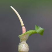 Image of Typhonium sinhabaedyai  Hett. & A. Galloway.