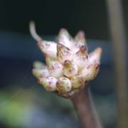 Image of Typhonium sinhabaedyai  Hett. & A. Galloway.