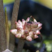 Image of Typhonium sinhabaedyai  Hett. & A. Galloway.