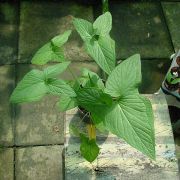 Image of Typhonium sinhabaedyai  Hett. & A. Galloway.