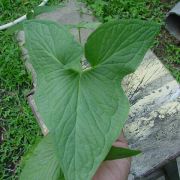 Image of Typhonium sinhabaedyai  Hett. & A. Galloway.