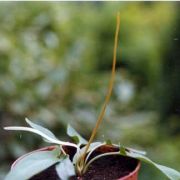 Image of Typhonium subglobosum  Hett. & Sookchaloem.