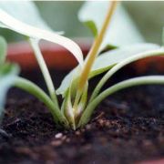 Image of Typhonium subglobosum  Hett. & Sookchaloem.