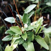 Image of Typhonium subglobosum  Hett. & Sookchaloem.