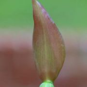 Image of Typhonium trilobatum  (L.) Schott.