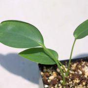 Image of Typhonium tubispathum  Hett. & A. Galloway.