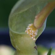 Image of Typhonium tubispathum  Hett. & A. Galloway.