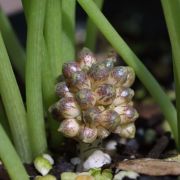 Image of Typhonium tubispathum  Hett. & A. Galloway.