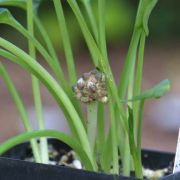 Image of Typhonium tubispathum  Hett. & A. Galloway.