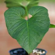 Image of Typhonium varians  Hett. & Sookchaloem.