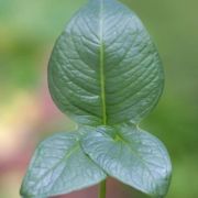 Image of Typhonium varians  Hett. & Sookchaloem.