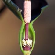 Image of Typhonium varians  Hett. & Sookchaloem.