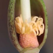 Image of Typhonium varians  Hett. & Sookchaloem.