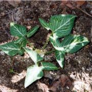 Image of Typhonium varians  Hett. & Sookchaloem.