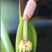 Image of Typhonium varians  Hett. & Sookchaloem.