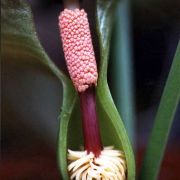 Image of Typhonium varians  Hett. & Sookchaloem.