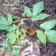 Image of Typhonium varians  Hett. & Sookchaloem.