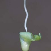 Image of Typhonium violaefolium  Gagn..