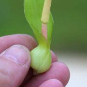 Image of Typhonium viridispathum  .