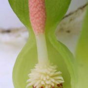 Image of Typhonium viridispathum  .