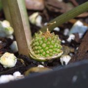 Image of Typhonium viridispathum  .