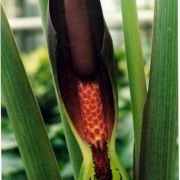 Image of Typhonium wilbertii  A. Hay.