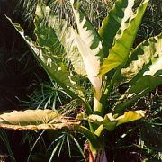 Image of Typhonodorum lindleyanum Schott .