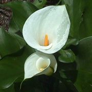 Image of Zantedeschia aethiopica  (L.) Spreng..