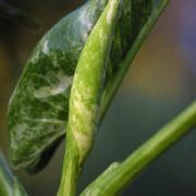 Image of Zantedeschia aethiopica  (L.) Spreng..