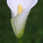 Image of Zantedeschia aethiopica  (L.) Spreng..