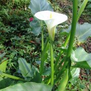 Image of Zantedeschia aethiopica  (L.) Spreng..