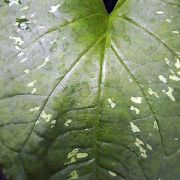 Image of Zomicarpella amazonica  Bogner.