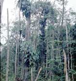 Habitat of Philodendron solimoesense