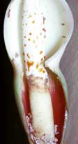 Fig. 12. Inflorescence of P. squamiferum on its second day, secreting resin on the spadix (note the "rubbish" left by the beetles at the bottom of the floral chamber and the damage on the sterile male flowers (food rewards)).