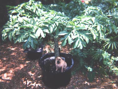 Tuffy in the shade of an Amorphophallus paeoniifolius 